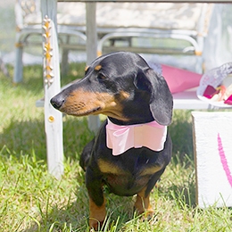 愛犬や愛猫と一緒にハートウォーミングな結婚式