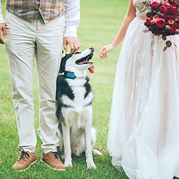 ウエディングドレス姿で愛犬・愛猫と写真が撮れる