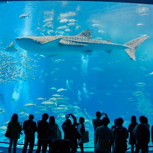 動物と一緒の結婚式!水族館で結婚式ができる!?